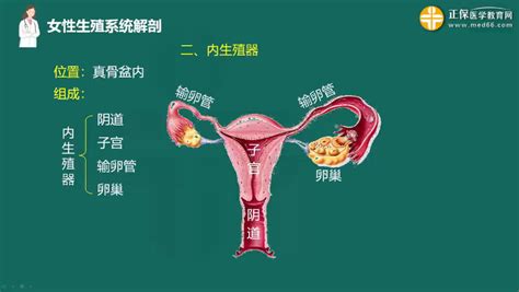 女人身體|女性生殖结构：